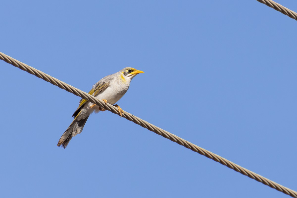 Yellow-throated Miner - ML650500616
