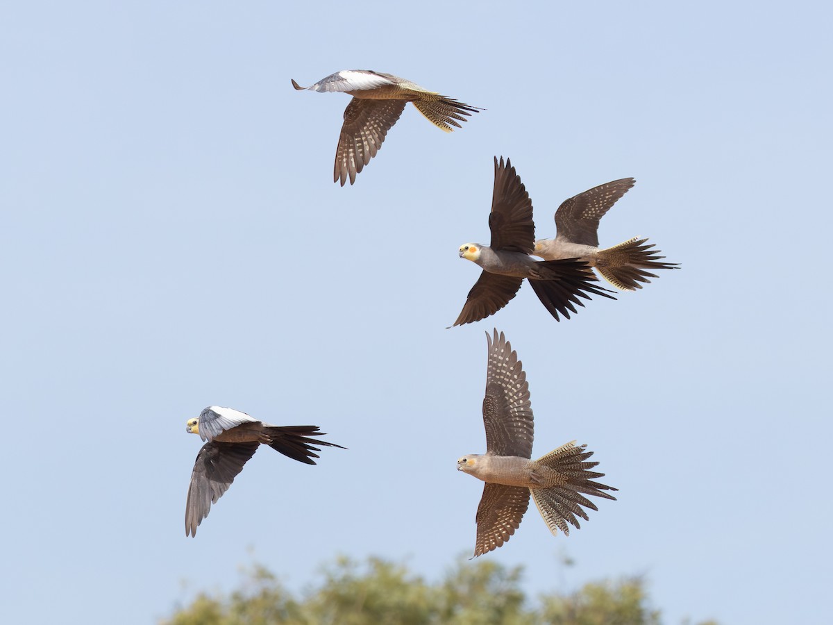 Cockatiel - ML650500652