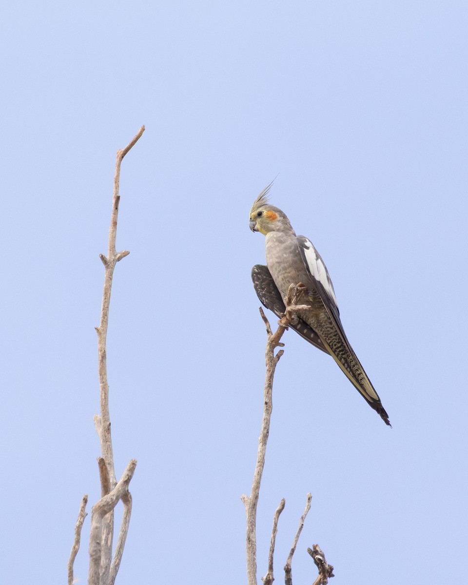 Cockatiel - ML650500655