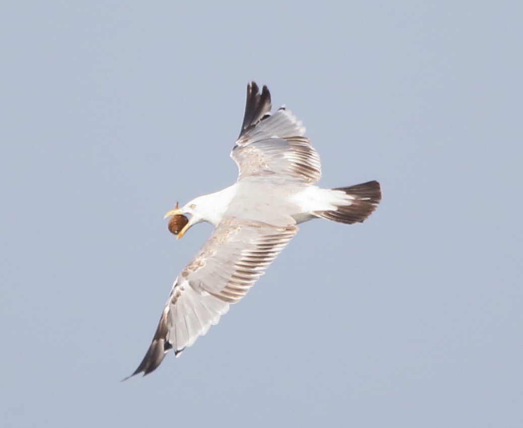 Herring Gull - ML65050071