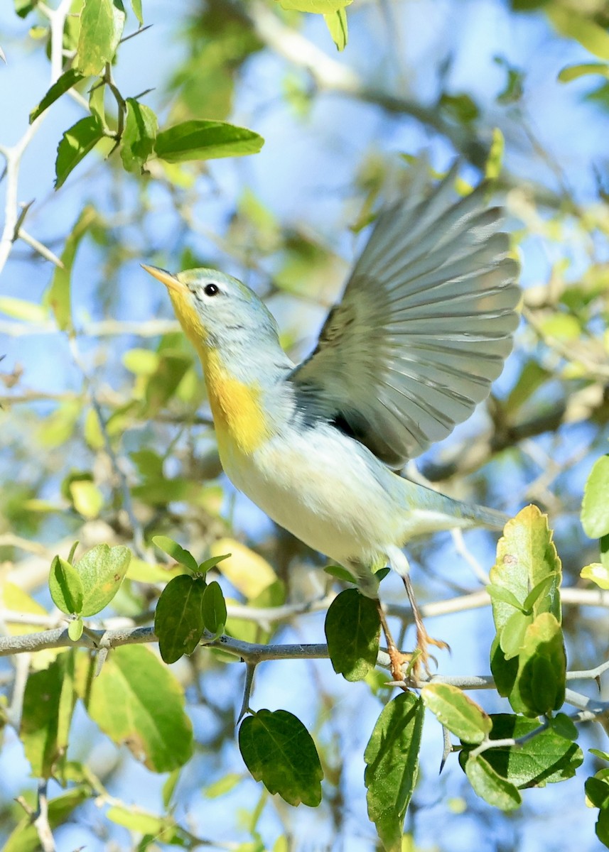 stryparula - ML650500739