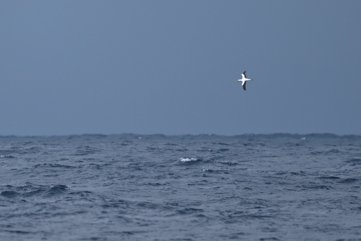 Maskentölpel - ML650500784