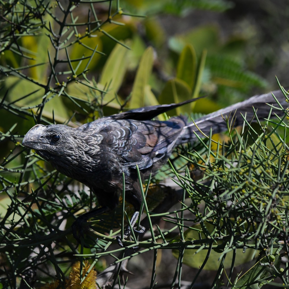 Smooth-billed Ani - ML650501010