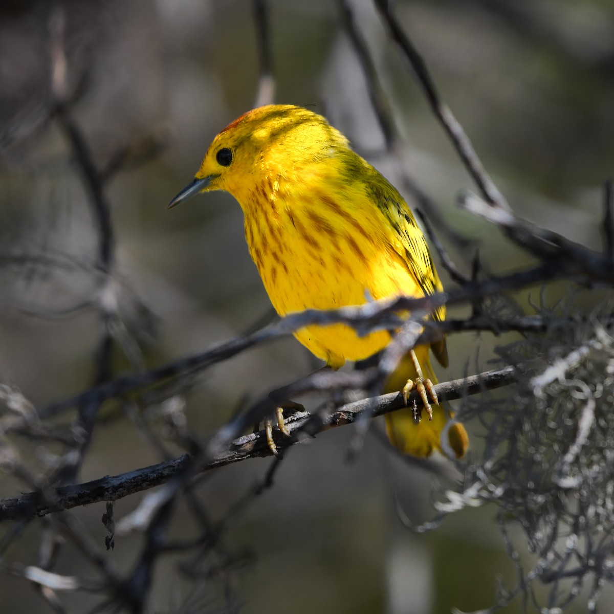 Mangrove Yellow Warbler - ML650501016