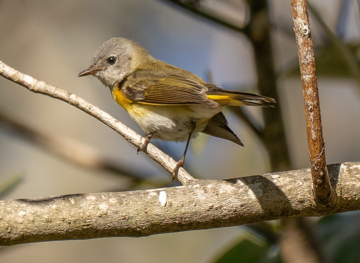 Горихвостковая древесница - ML650501150