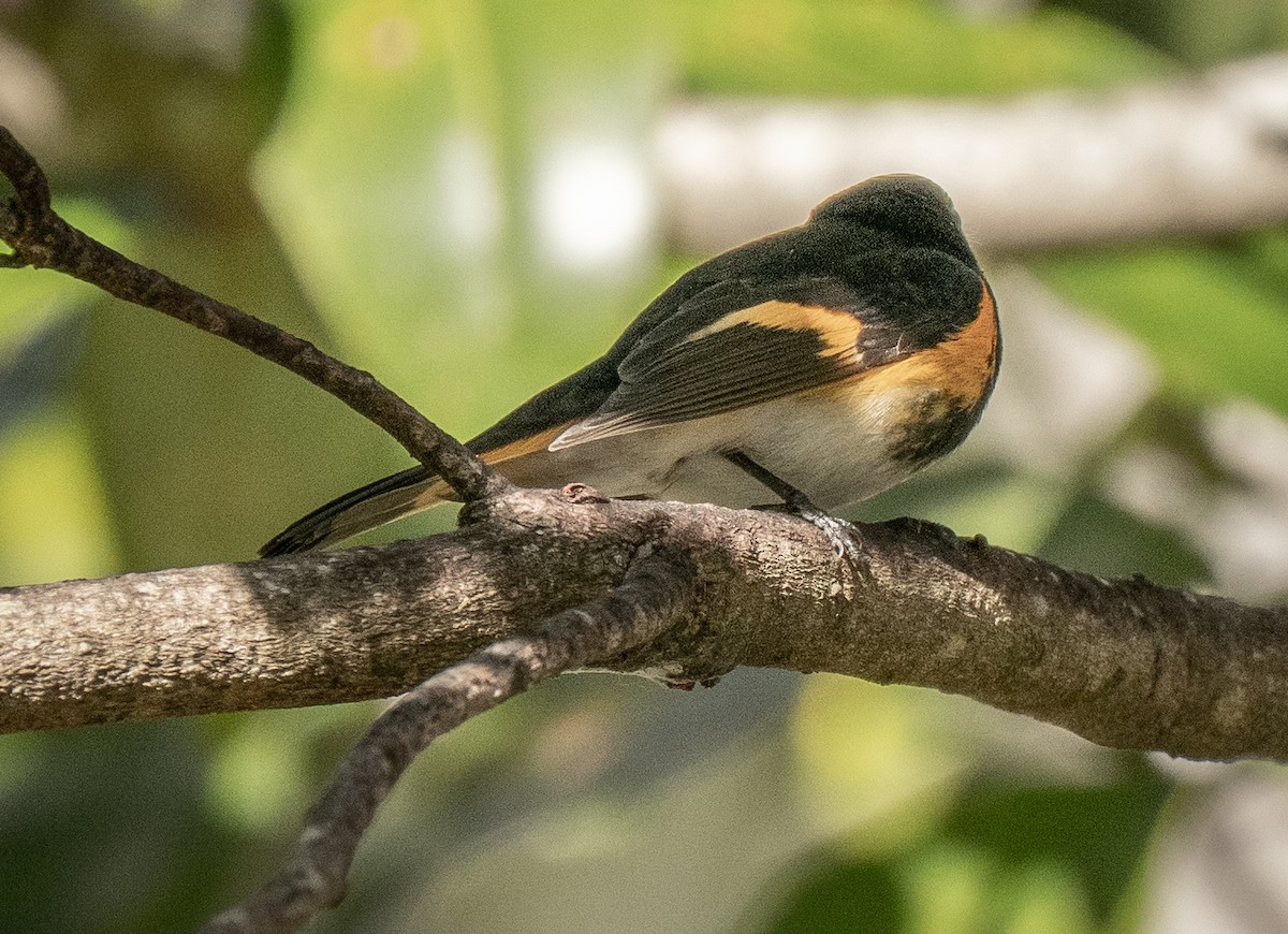 Горихвостковая древесница - ML650501151