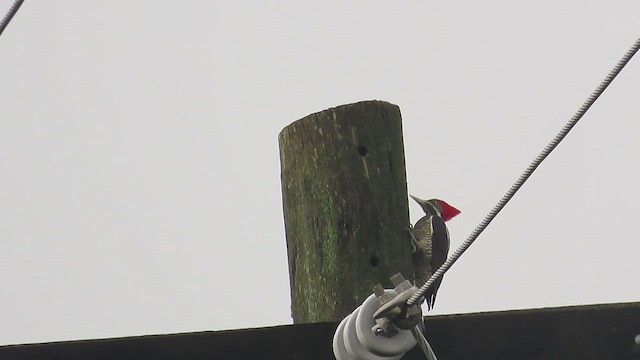 Eurasian Collared-Dove - ML650501272
