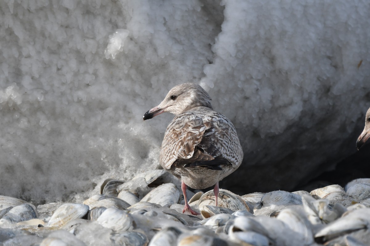 gull sp. - ML650501310