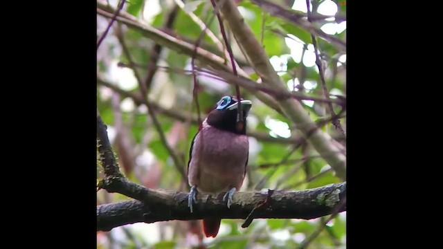 Eurilaimo de las Bisayas - ML650501325