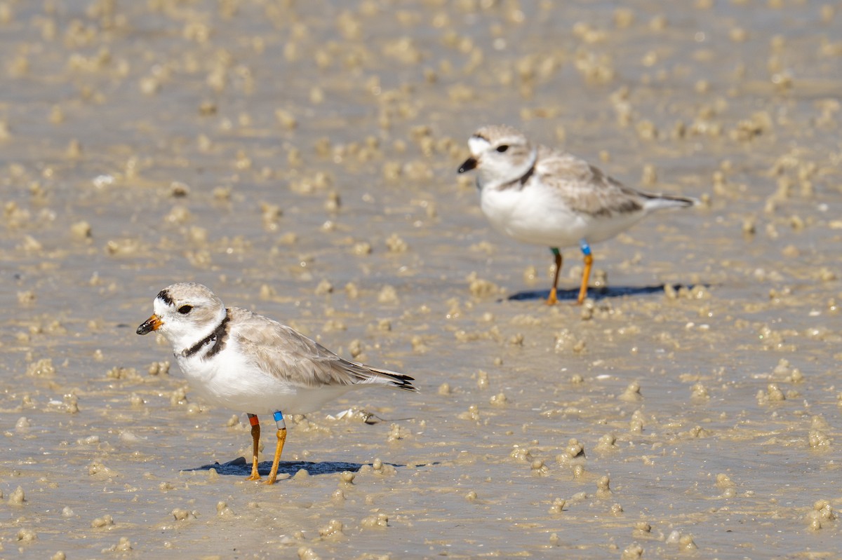 Piping Plover - ML650501336