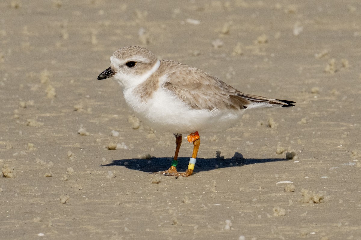 Piping Plover - ML650501353