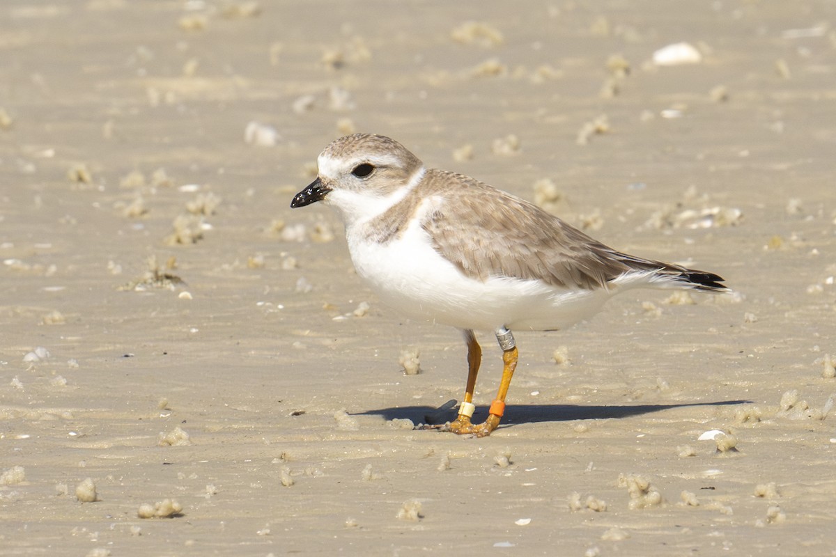 Piping Plover - ML650501362