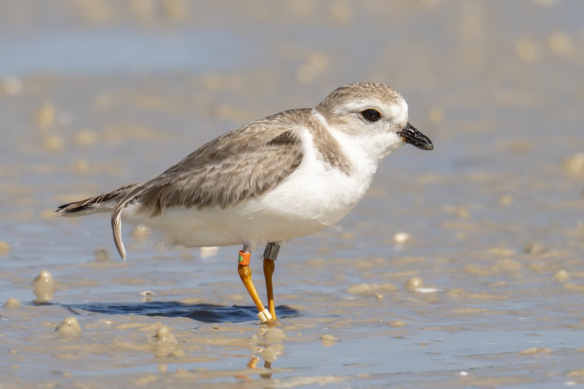 Piping Plover - ML650501363
