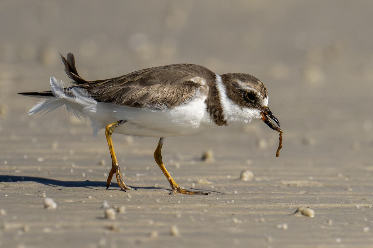 Semipalmated Plover - ML650501397