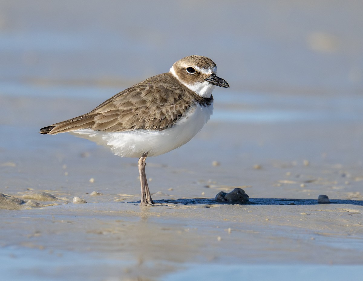 Wilson's Plover - ML650501419