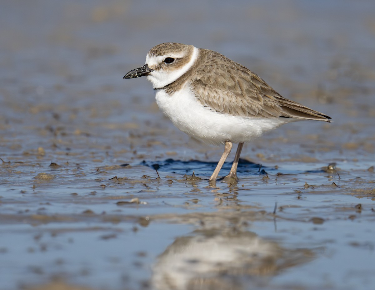 Wilson's Plover - ML650501420