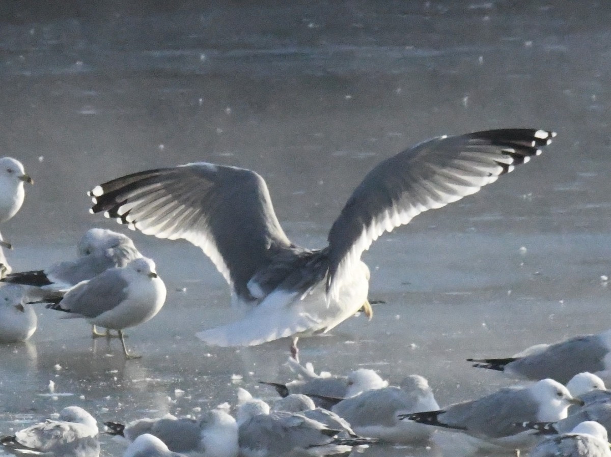 gull sp. - ML650501438