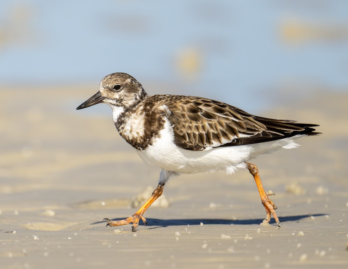 Ruddy Turnstone - ML650501458