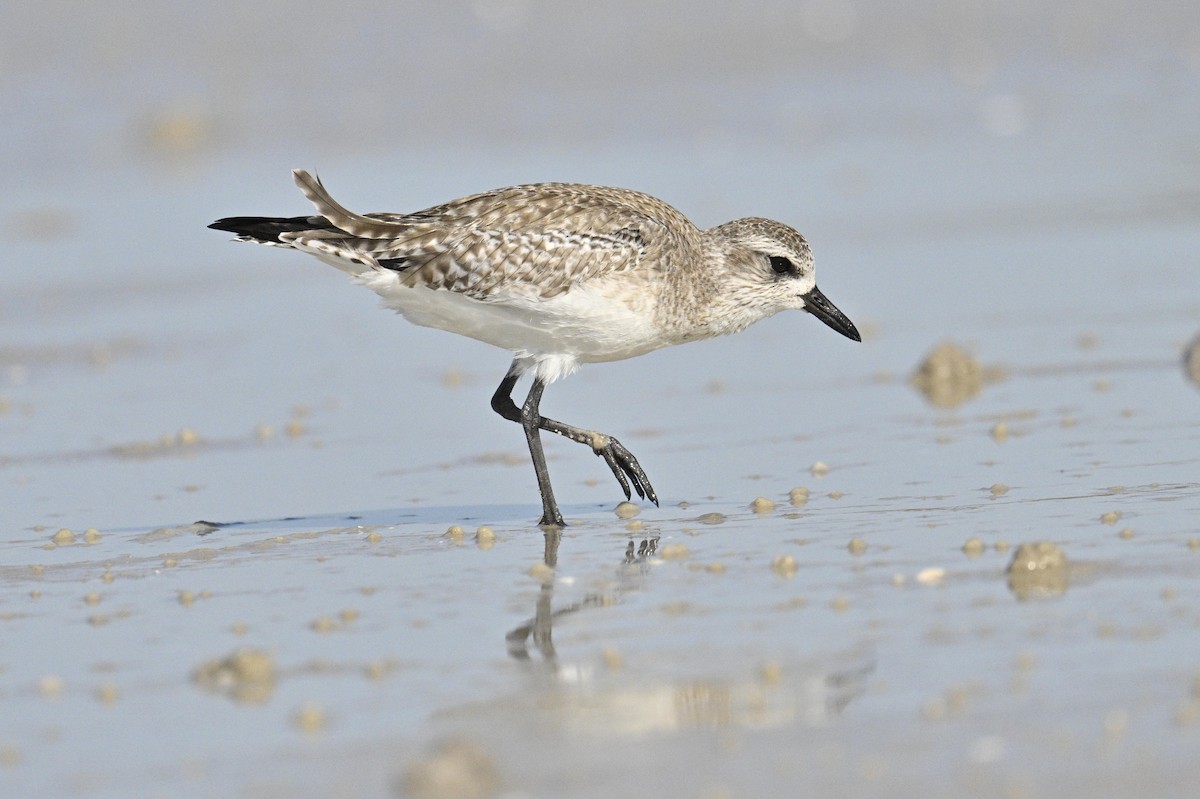 Black-bellied Plover - ML650501461