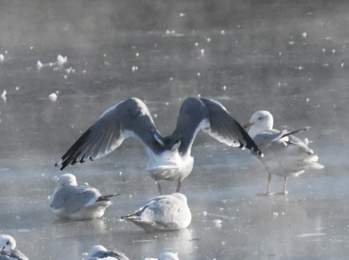 gull sp. - ML650501467