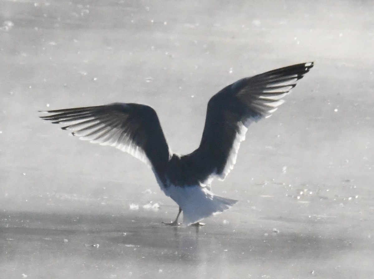 gull sp. - ML650501488