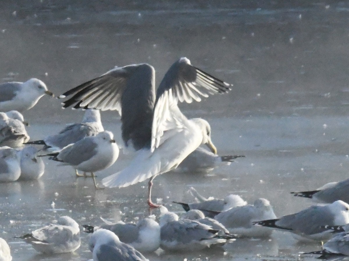 gull sp. - ML650501560