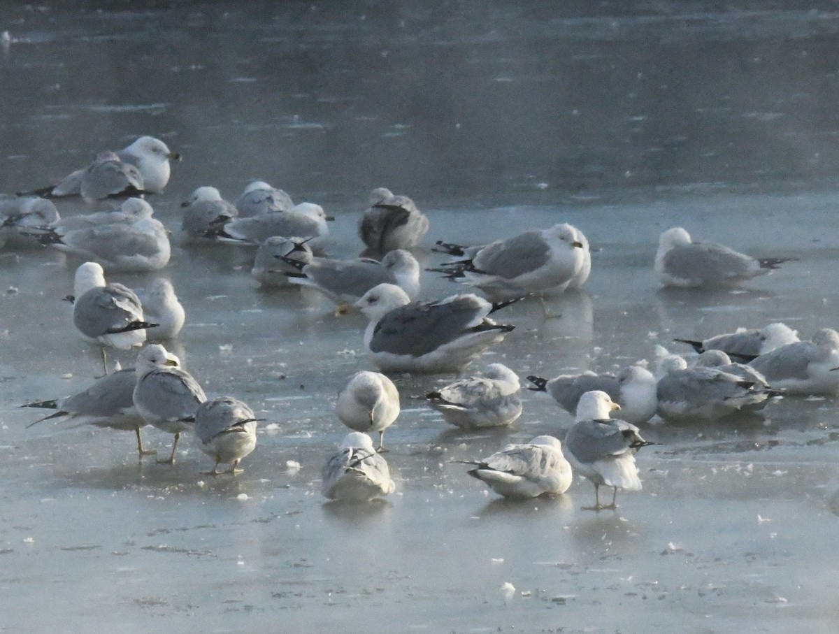 gull sp. - ML650501616