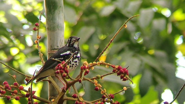 Grive cendrée - ML650501770