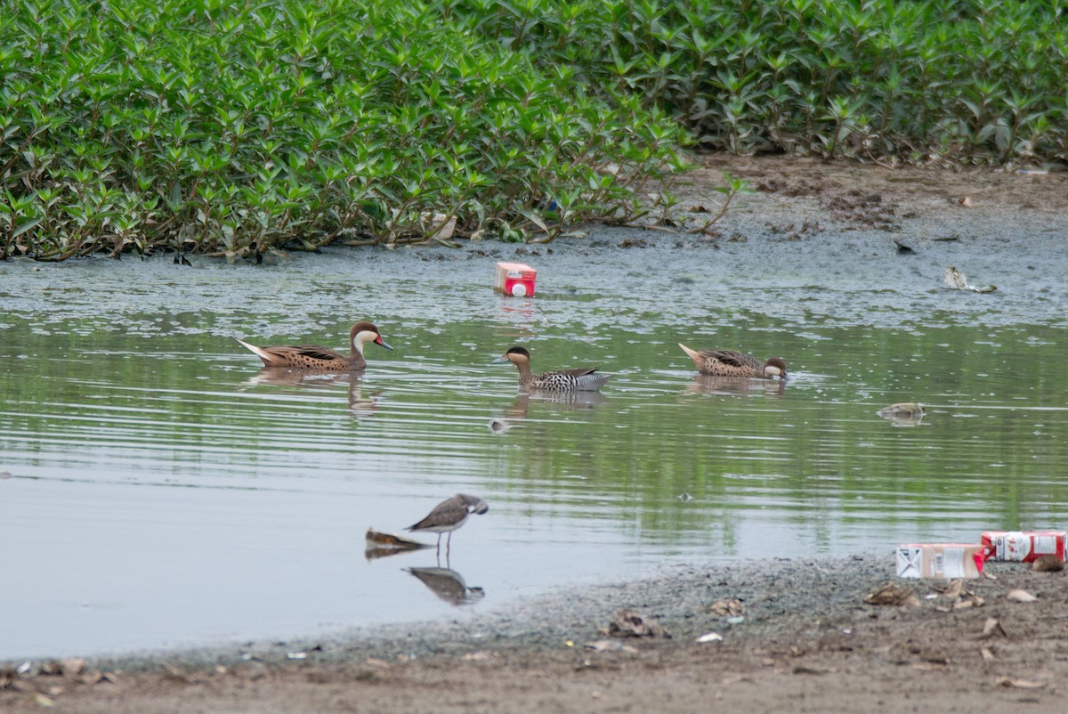 Txirri pektorala - ML650502123