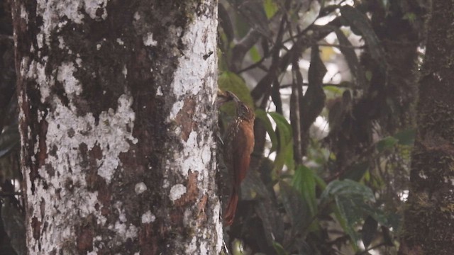 ミヤマオニキバシリ - ML650502129