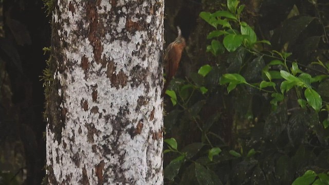 ミヤマオニキバシリ - ML650502131