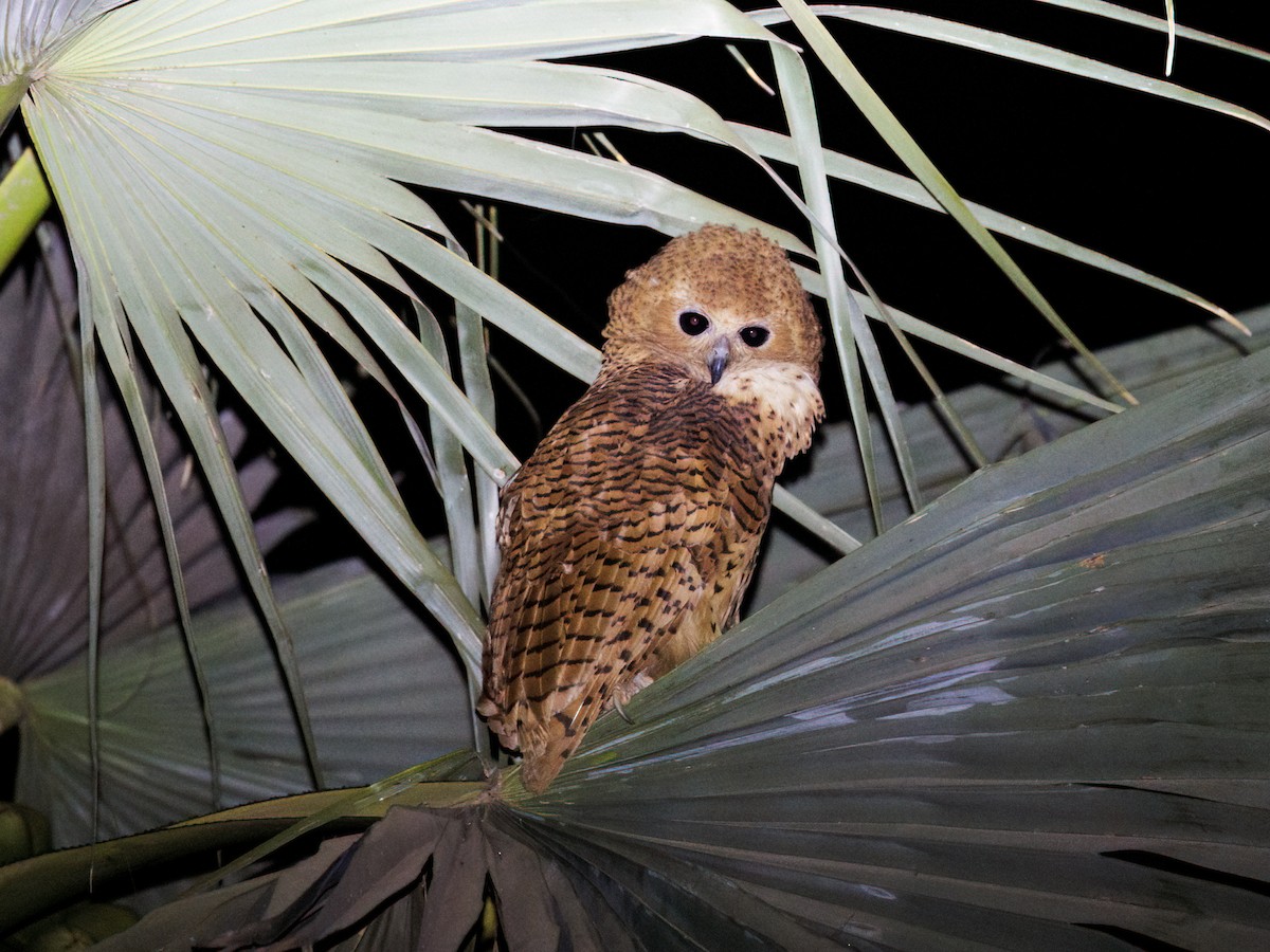 Сова-рибоїд смугаста - ML650502278