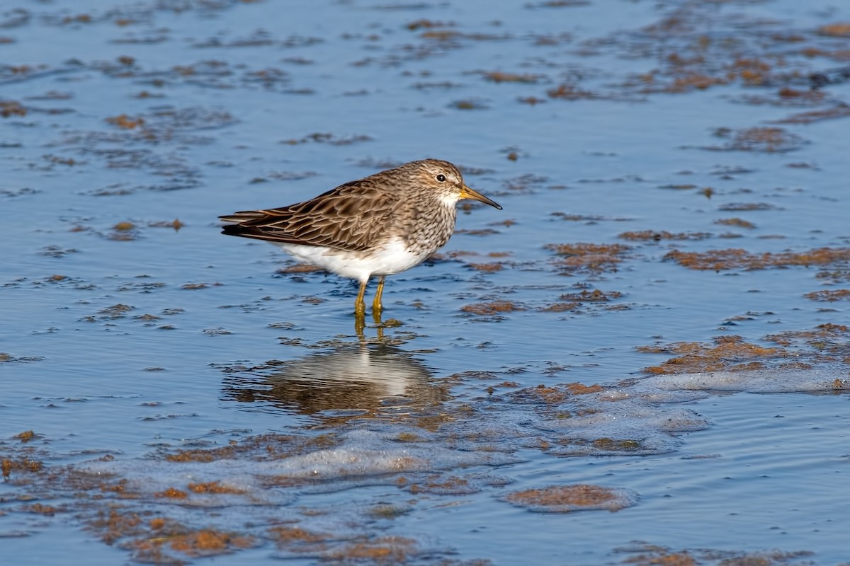 Txirri pektorala - ML650502461