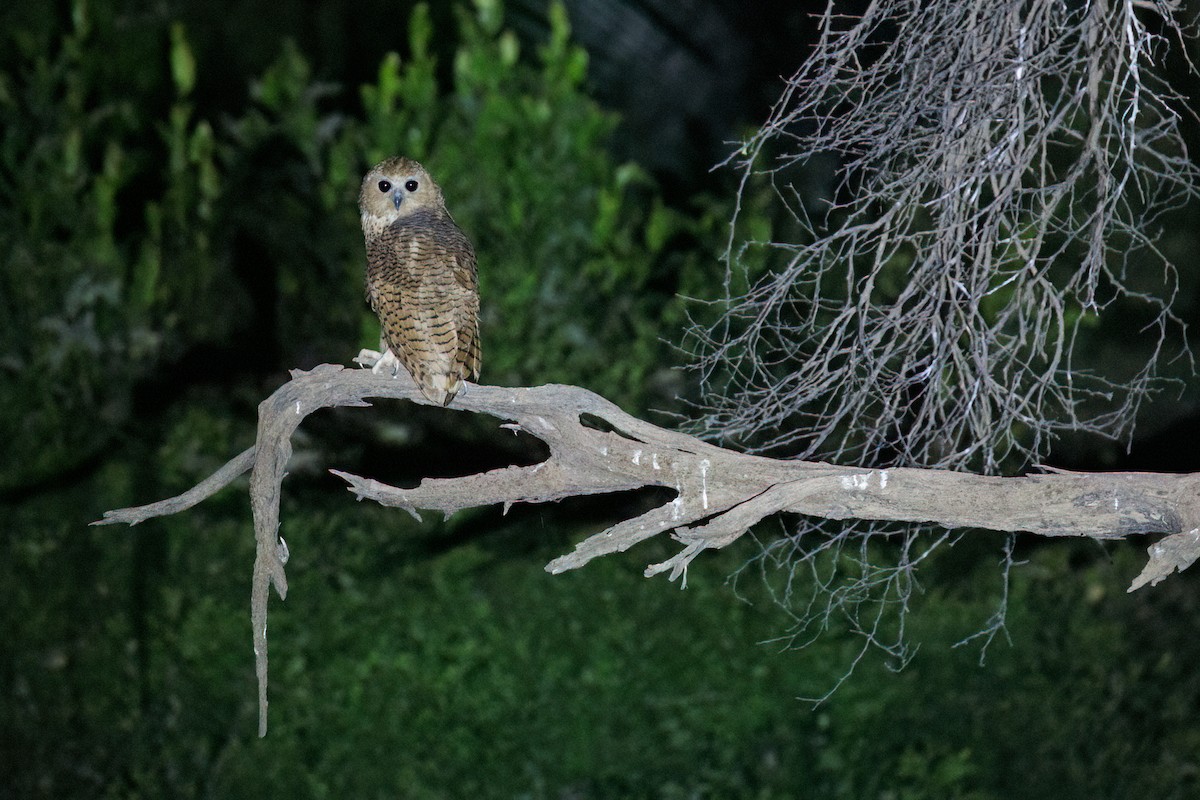 Сова-рибоїд смугаста - ML650502477