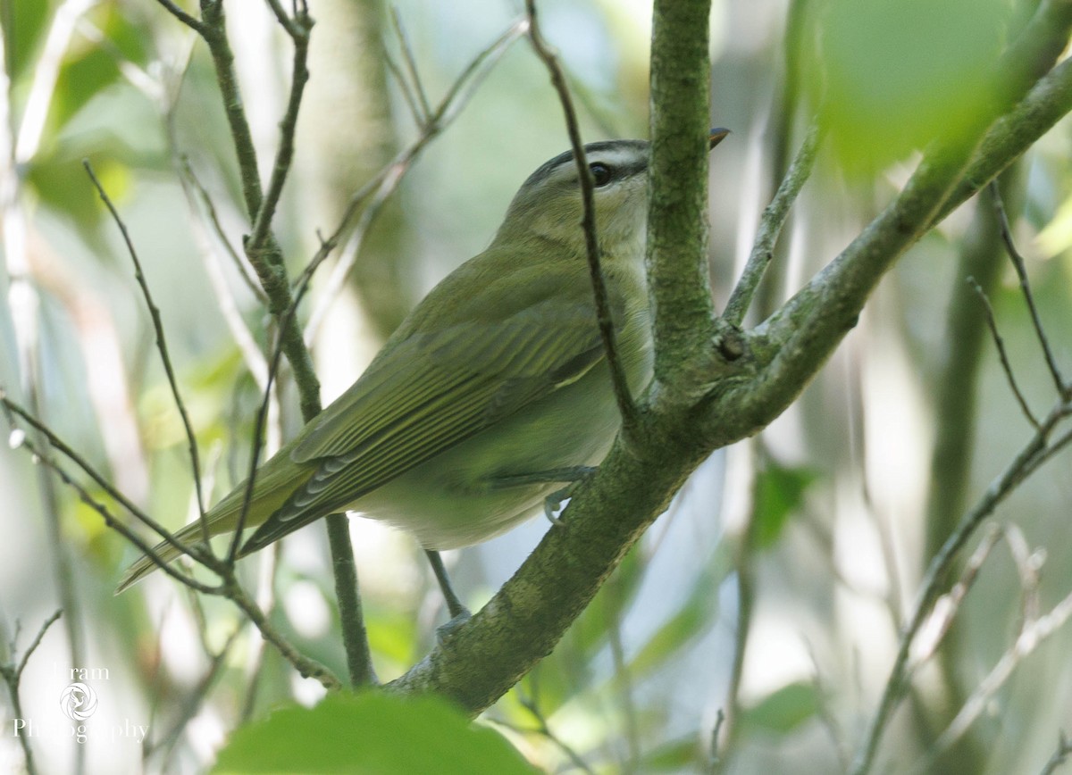 Red-eyed Vireo - ML650502553