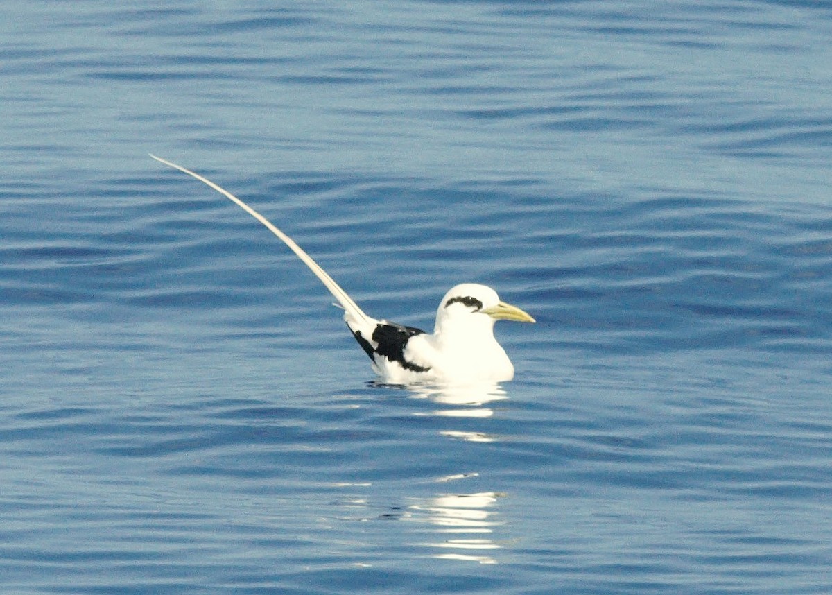 småtropikkfugl (dorotheae) - ML650502719