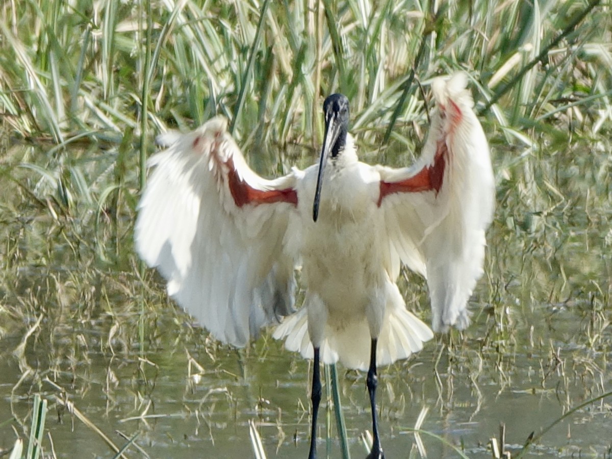 Black-headed Ibis - ML650502786