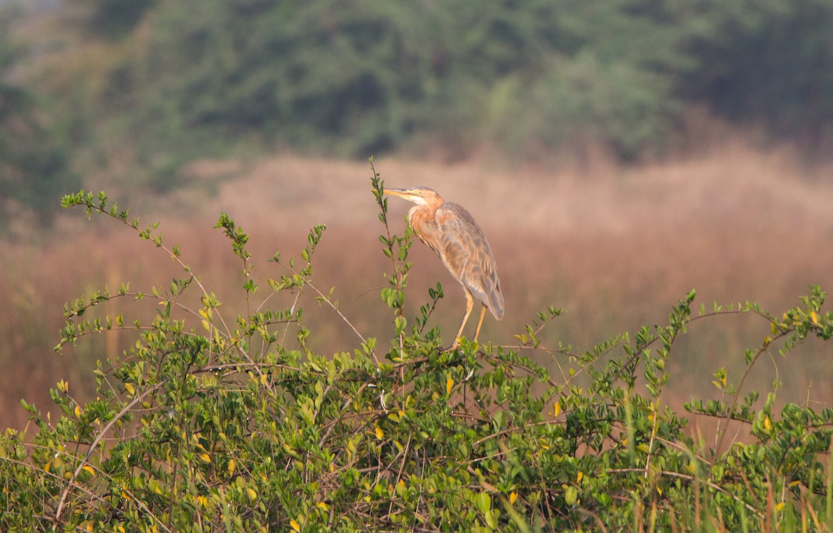 紫鷺 - ML650502802