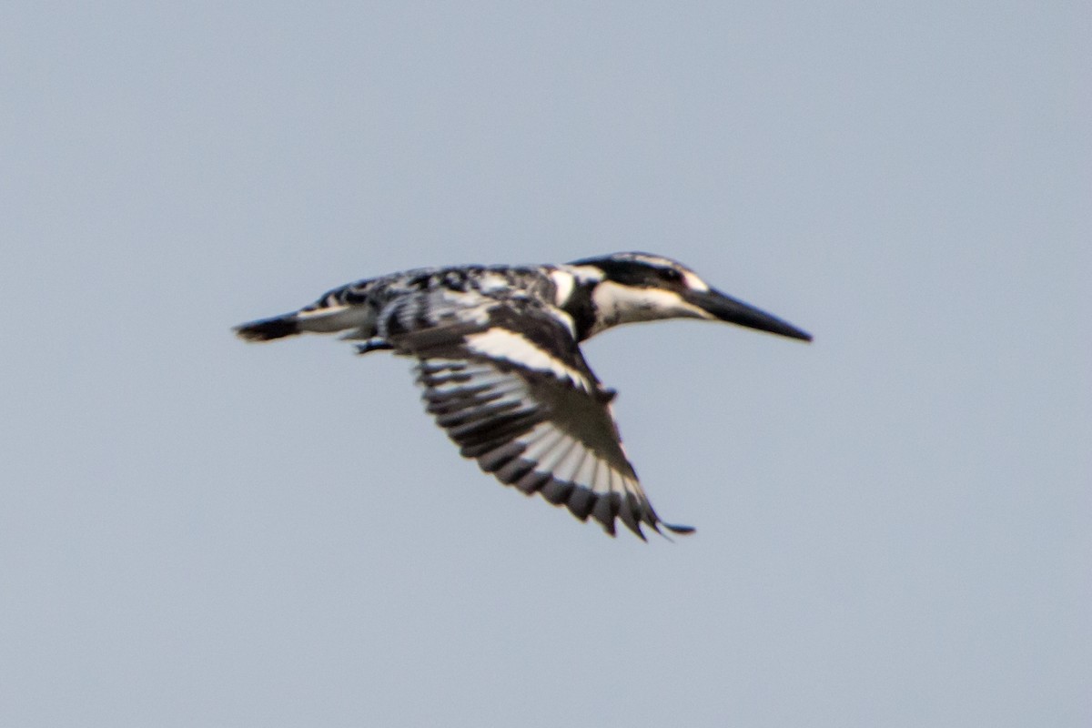 斑翡翠 - ML650502828