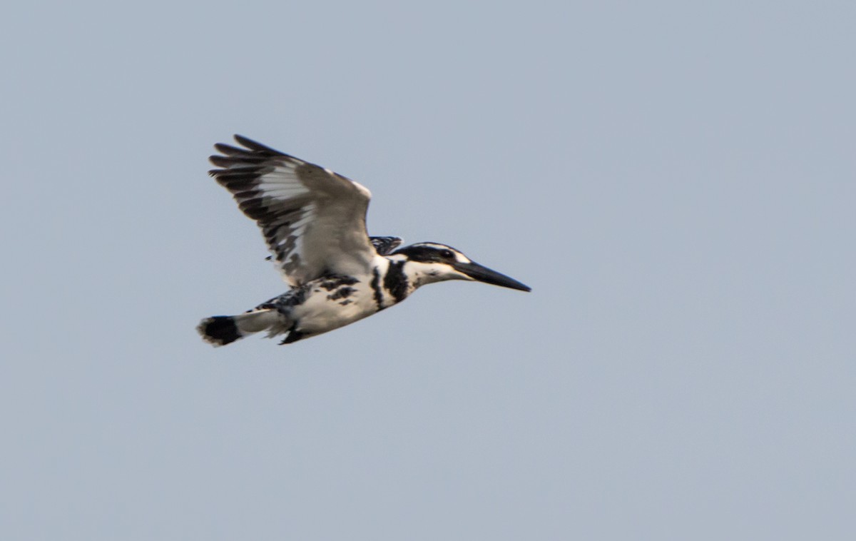 斑翡翠 - ML650502829