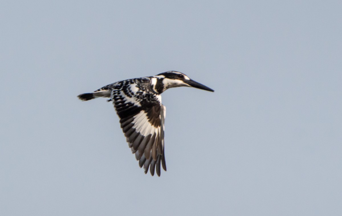 斑翡翠 - ML650502830