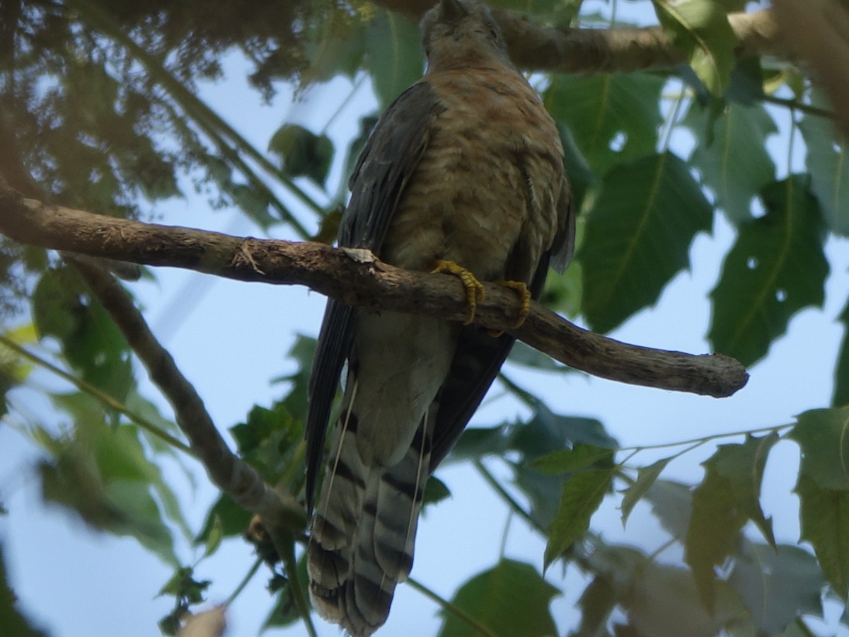 Common Hawk-Cuckoo - ML650502832