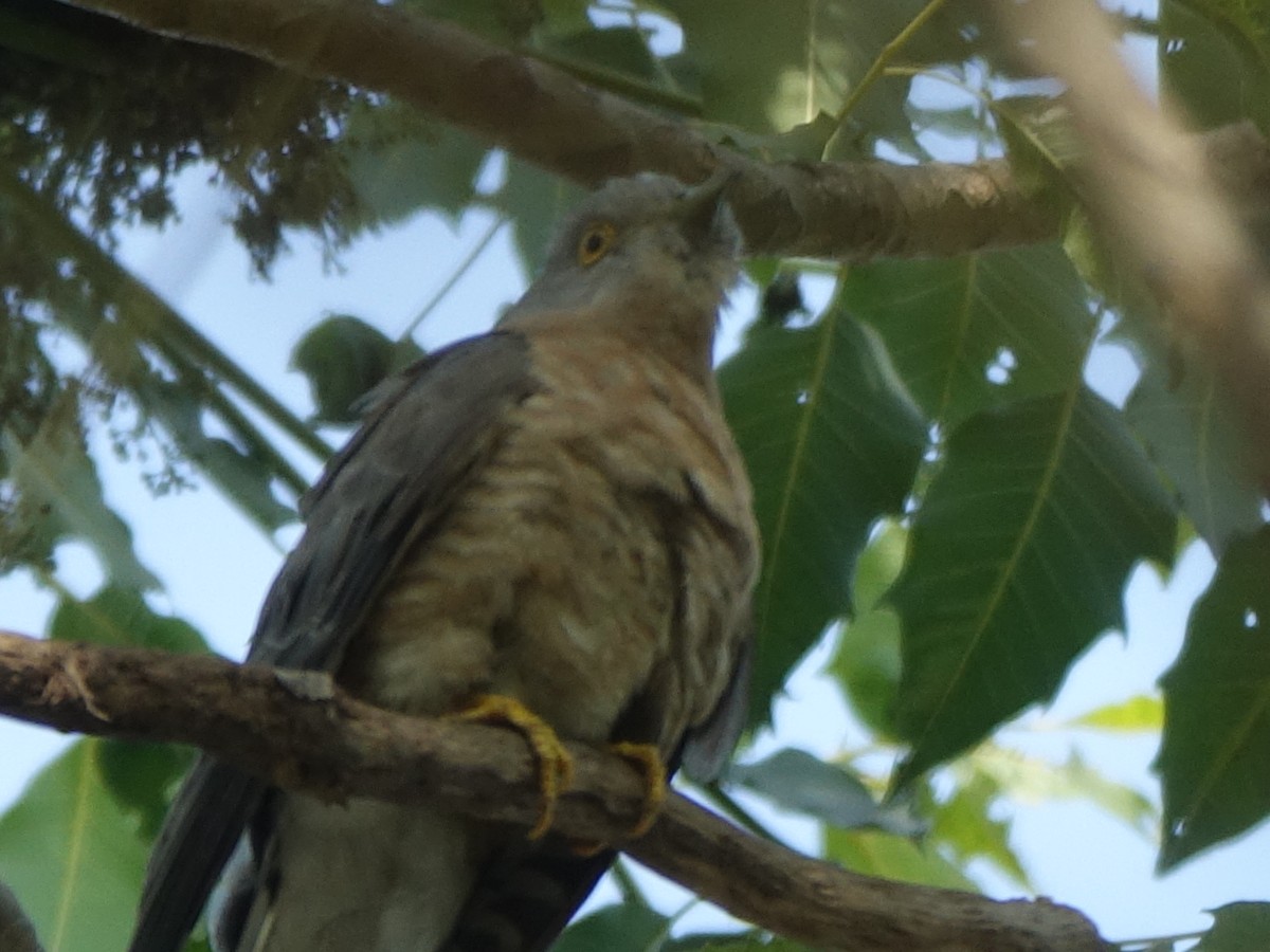 Common Hawk-Cuckoo - ML650502833
