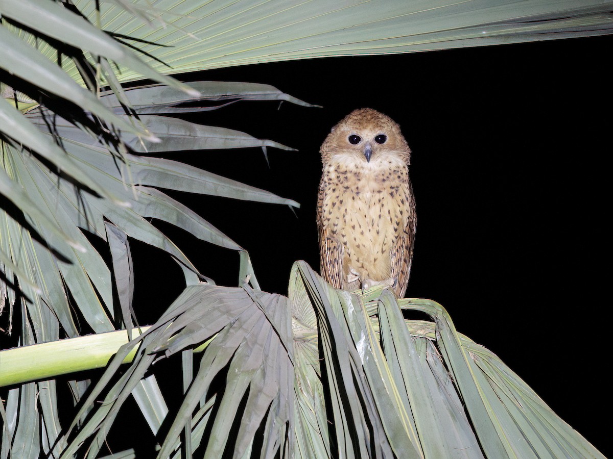 Сова-рибоїд смугаста - ML650502847