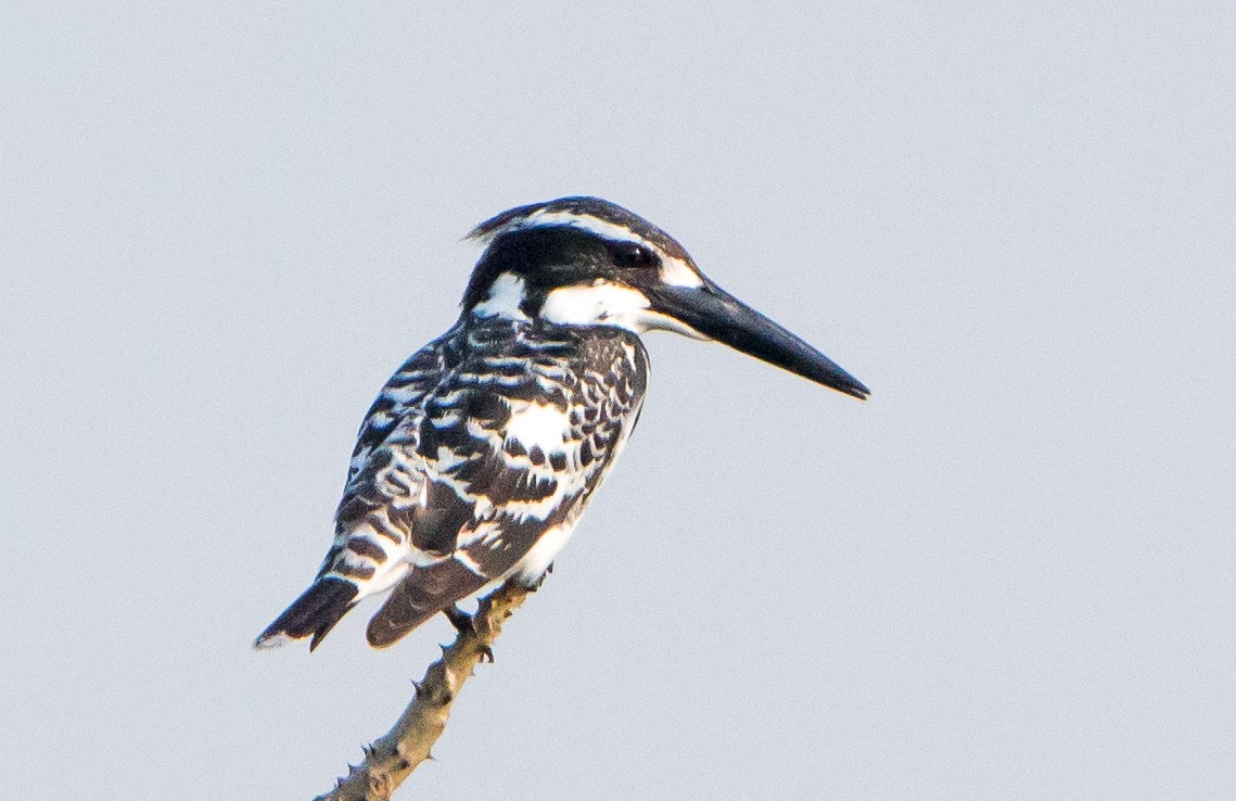 斑翡翠 - ML650502880