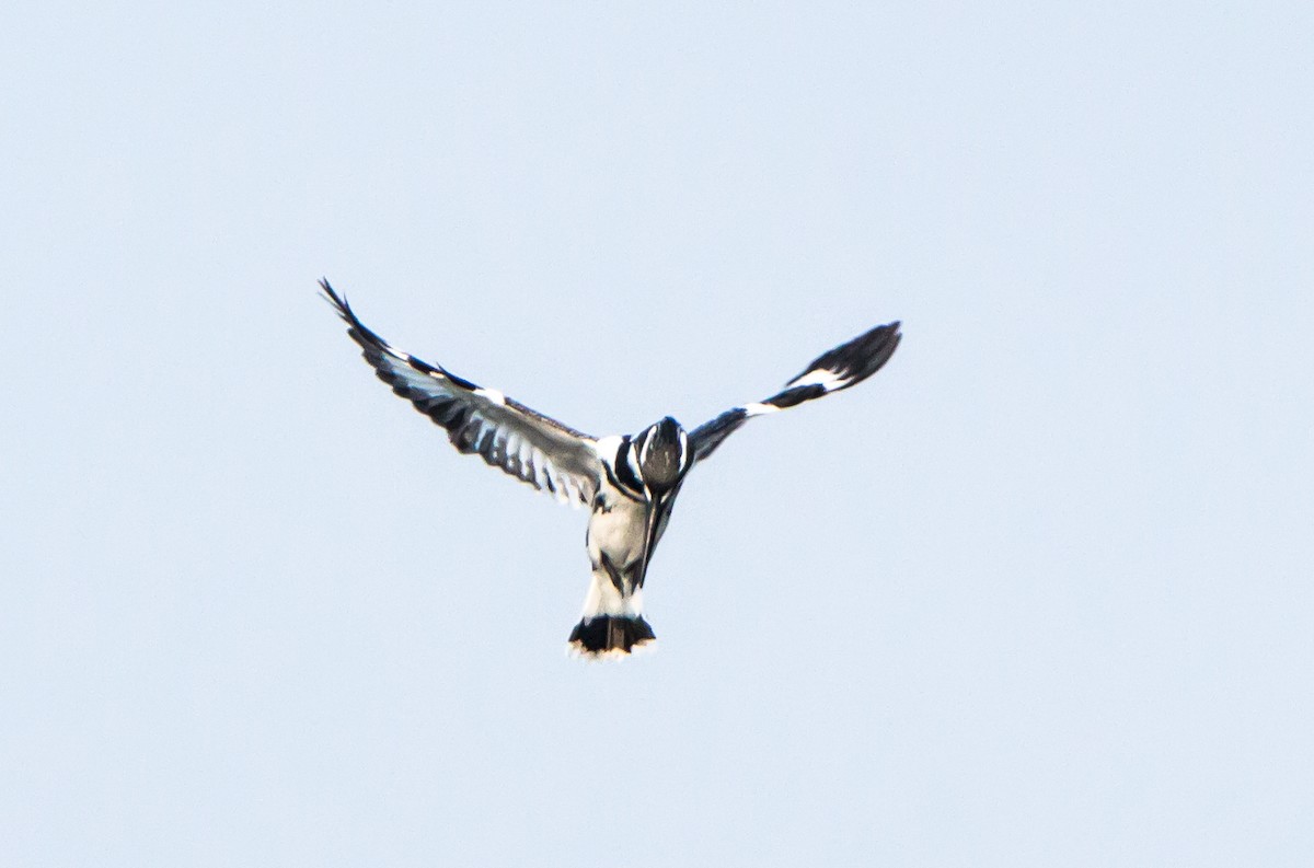 斑翡翠 - ML650502881