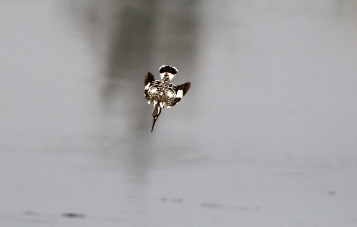 斑翡翠 - ML650502882