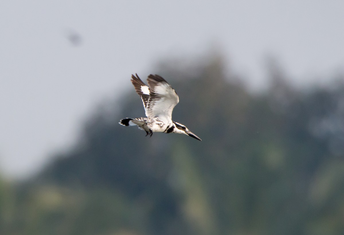 斑翡翠 - ML650502883