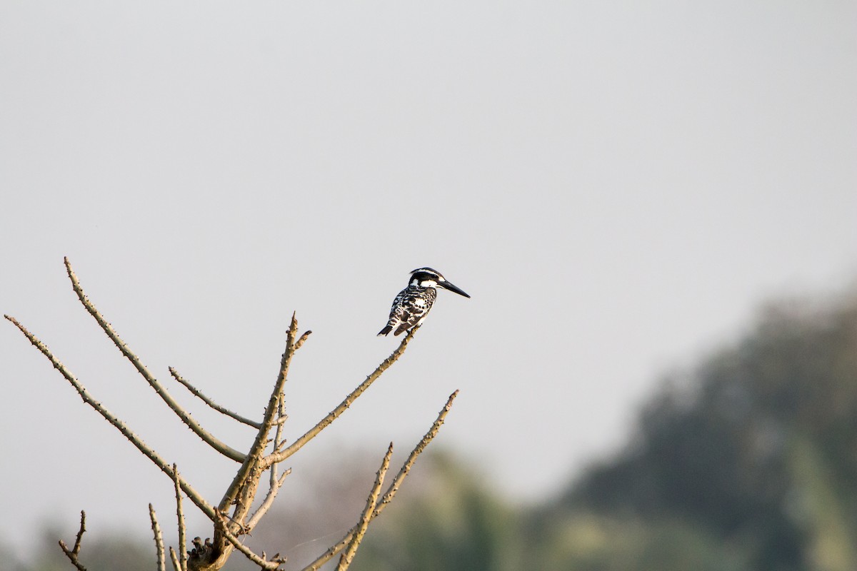 斑翡翠 - ML650502884