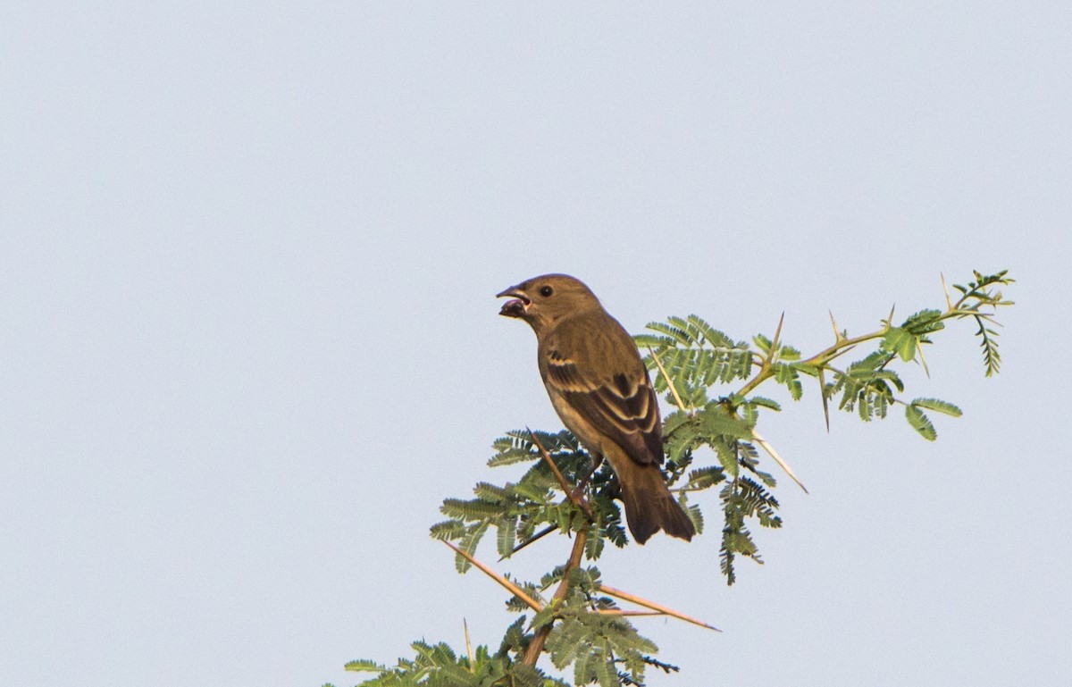 普通朱雀 - ML650502925